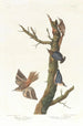 Grimpereau brun et sittelle de Californie - John James Audubon — Ansicht des Kunstwerks