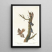 Grimpereau brun et sittelle de Californie - John James Audubon — gerahmtes Bild an der Wand