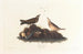 Alouette brune - John James Audubon — Ansicht des Kunstwerks