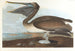 Brauner Pelikan - John James Audubon — Ansicht des Kunstwerks