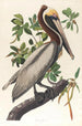 Pelikan braun Pelecanus fuscus - John James Audubon — Ansicht des Kunstwerks