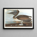 Brauner Pelikan - John James Audubon — gerahmtes Bild an der Wand
