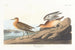 Bécasseau roussâtre - John James Audubon — Ansicht des Kunstwerks
