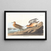 Bécasseau roussâtre - John James Audubon — gerahmtes Bild an der Wand