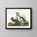 Enten mit Buffet-Kopf - John James Audubon — gerahmtes Bild an der Wand
