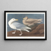 Goéland bourgmestre - John James Audubon — gerahmtes Bild an der Wand
