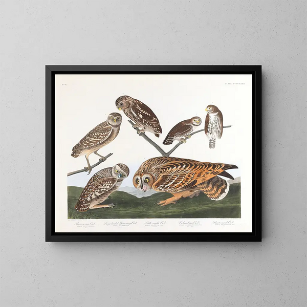 Eulenkäfige - John James Audubon — gerahmtes Bild an der Wand