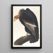 Kalifornischer Geier - John James Audubon — gerahmtes Bild an der Wand
