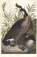 Bernache du Canada - John James Audubon — Ansicht des Kunstwerks