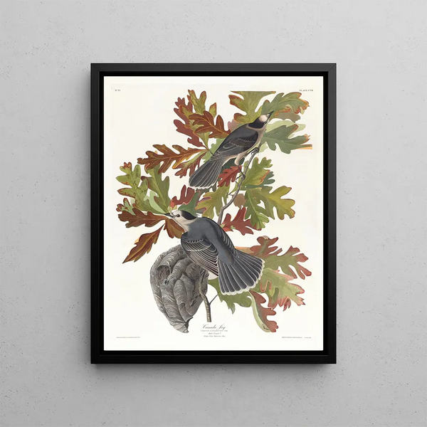 John James Audubon - Canada jay.webp
