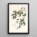 Paruline carbonée - John James Audubon — gerahmtes Bild an der Wand