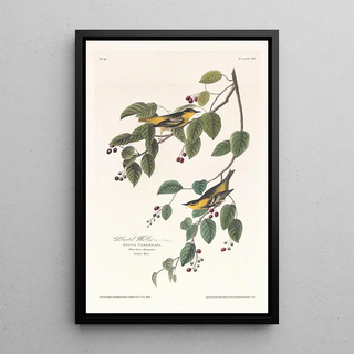 John James Audubon - Carbonated warbler.webp