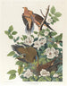 Taube von Caroline oder Waldtaube - John James Audubon — Ansicht des Kunstwerks
