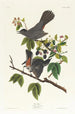 Spötischer Katze - John James Audubon — Ansicht des Kunstwerks