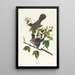 Spötischer Katze - John James Audubon — gerahmtes Bild an der Wand