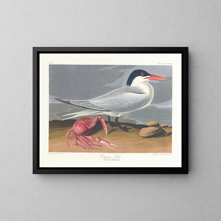 Cayenne terne - John James Audubon — gerahmtes Bild an der Wand