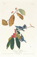 Paruline azurée - John James Audubon — Ansicht des Kunstwerks