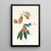 Paruline azurée - John James Audubon — gerahmtes Bild an der Wand