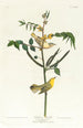 Paruline des enfants - John James Audubon — Ansicht des Kunstwerks