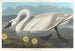 Cygne d'Amérique - John James Audubon — Ansicht des Kunstwerks