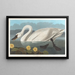 Cygne d'Amérique - John James Audubon — gerahmtes Bild an der Wand