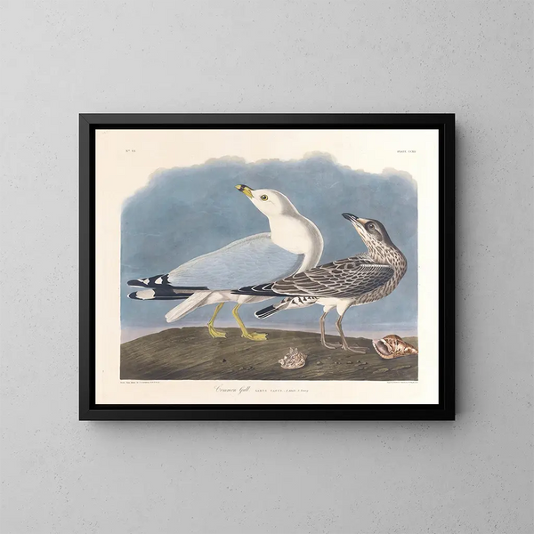 Goéland cendré - John James Audubon — gerahmtes Bild an der Wand