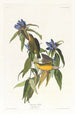 Paruline du Connecticut - John James Audubon — Ansicht des Kunstwerks