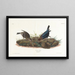 Vacher - John James Audubon — gerahmtes Bild an der Wand