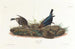 Vacher - John James Audubon — Ansicht des Kunstwerks