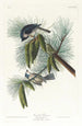 Mésange huppée - John James Audubon — Ansicht des Kunstwerks