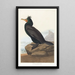 Kormoran mit Flügeln - John James Audubon — gerahmtes Bild an der Wand