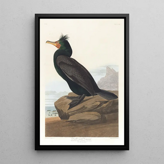 John James Audubon - Doublecrested cormorant.webp