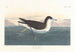 Pétrel sombre - John James Audubon — Ansicht des Kunstwerks