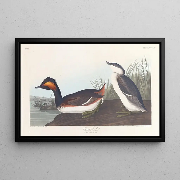Grèbe à cou noir - John James Audubon — gerahmtes Bild an der Wand