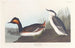 Grèbe à cou noir - John James Audubon — Ansicht des Kunstwerks