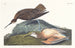 Schneeeule - John James Audubon — Ansicht des Kunstwerks