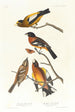 Großschnabel des Abends, Gefleckte Großschnabel - John James Audubon — Ansicht des Kunstwerks