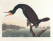 Cormoran de Floride - John James Audubon — Ansicht des Kunstwerks