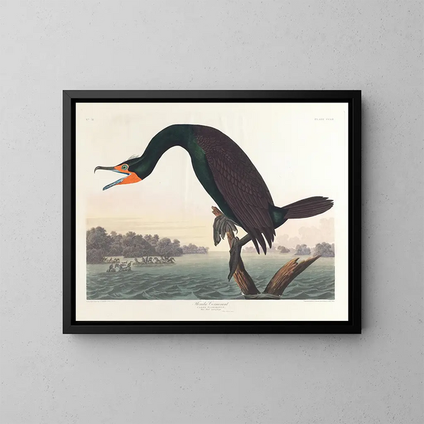 Cormoran de Floride - John James Audubon — gerahmtes Bild an der Wand