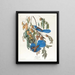 Geai de Floride - John James Audubon — gerahmtes Bild an der Wand