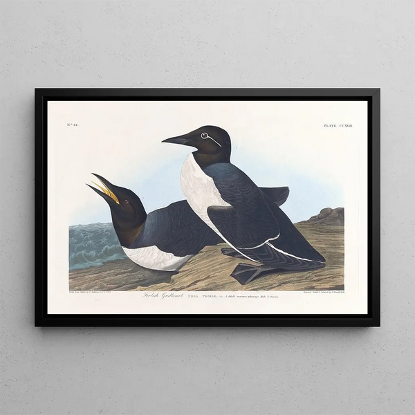 Guillemot insensé - John James Audubon — gerahmtes Bild an der Wand