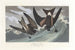 Pétrel à queue fourchue - John James Audubon — Ansicht des Kunstwerks