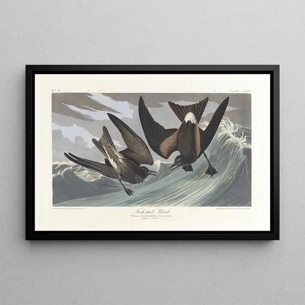 Pétrel à queue fourchue - John James Audubon — gerahmtes Bild an der Wand
