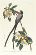 Tyrann mit langem Schwanz - John James Audubon — Ansicht des Kunstwerks
