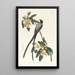 Tyrann mit langem Schwanz - John James Audubon — gerahmtes Bild an der Wand