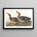 Canard Chipeau - John James Audubon — gerahmtes Bild an der Wand