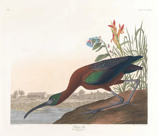 Ibis falcinelle - John James Audubon — Ansicht des Kunstwerks