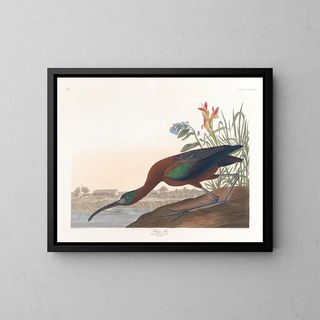 Ibis falcinelle - John James Audubon — gerahmtes Bild an der Wand