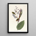Troglodyte à crête dorée - John James Audubon — gerahmtes Bild an der Wand