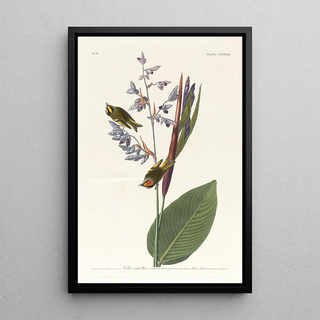 John James Audubon - Golden crestedwren.webp